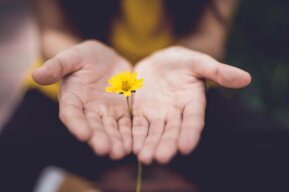 Hände halten gelbe Blume